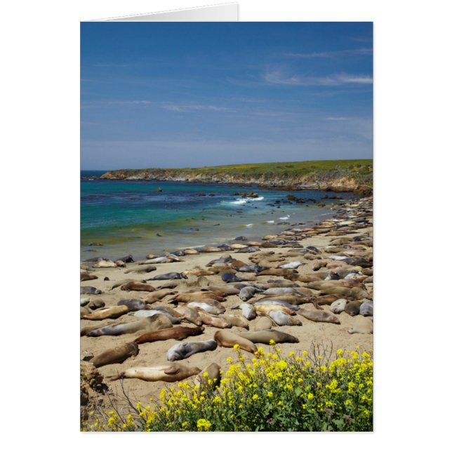 Cartão Pilha de vedações de elefante (Frente)