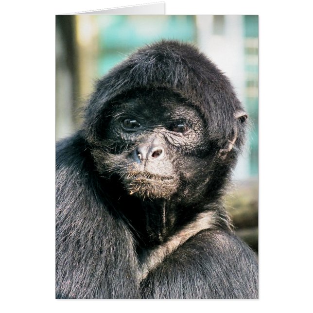 CARTÃO PILHA NEGRA CUTA (Frente)