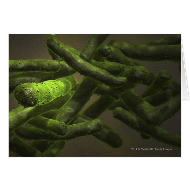 Cartão Pilhas da tuberculose de Mycobacterium (Frente Horizontal)