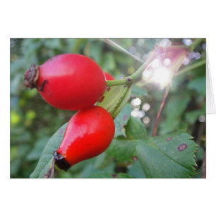 Cartão pilrito com raio de sol, em branco