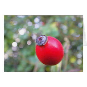 Cartão pilrito, em branco