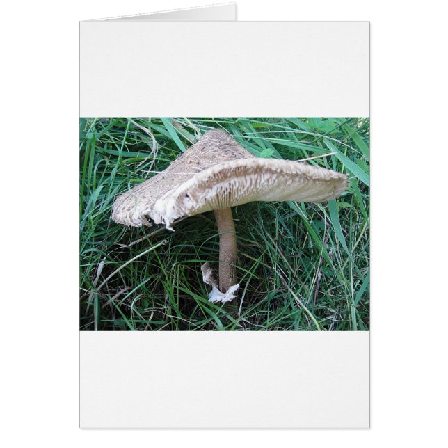 Cartão Pilz mit hübschem Hut (Frente)