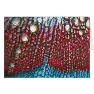 Cartão Pimenta de Bell sob o microscópio