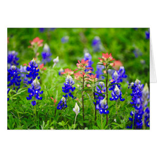 Cartão Pincel indiano e Bluebonnets