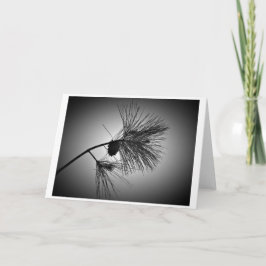 Cartão Pine Cone On Branch - Noir, Card