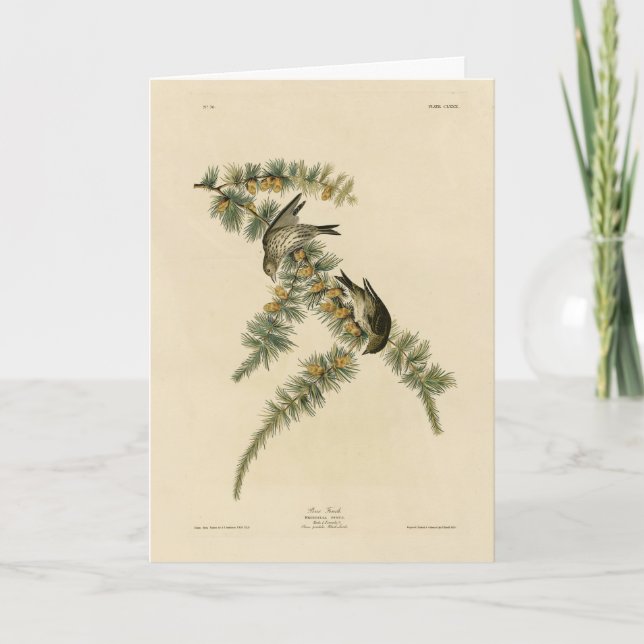 Cartão Pine Finch (Pine Siskin), Aves de Audubon da Améri (Frente)