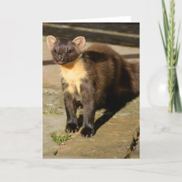 cartão pine marten