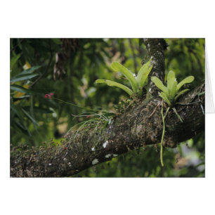 Cartão Pine Pink, Bletia purpurea, florescendo em Manga