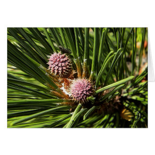 Cartão Pineflower