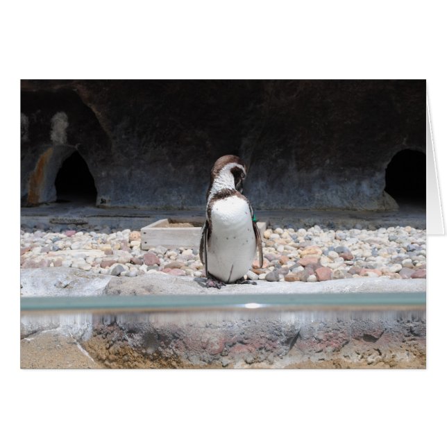 Cartão Pinguim (Frente Horizontal)