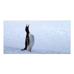 Cartão Pinguim Gentoo