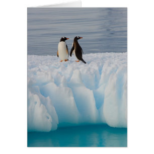 Cartão pingüim-gentoo, Pygoscelis Papua, no gelo glacial