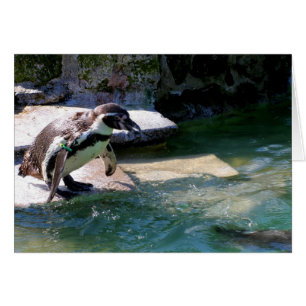 Cartão Pinguim-humboldt