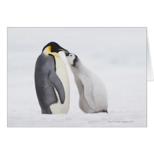 Cartão Pinguim imperador (Aptenodytes forsteri), pintinho