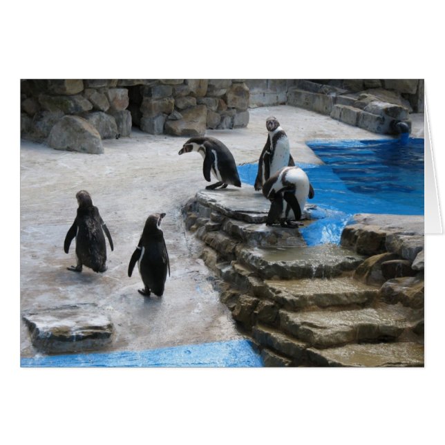 Cartão Pinguins (Frente Horizontal)