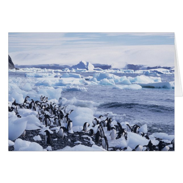 Cartão Pinguins-de-adélia Pygoscelis adeliae (Frente Horizontal)