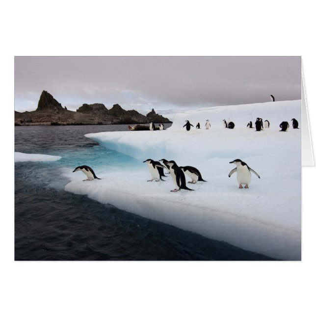 Cartão Pinguins-de-barbicha (Frente Horizontal)
