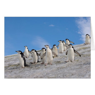 Cartão Pinguins-de-barbicha Pygoscelis Antarctica