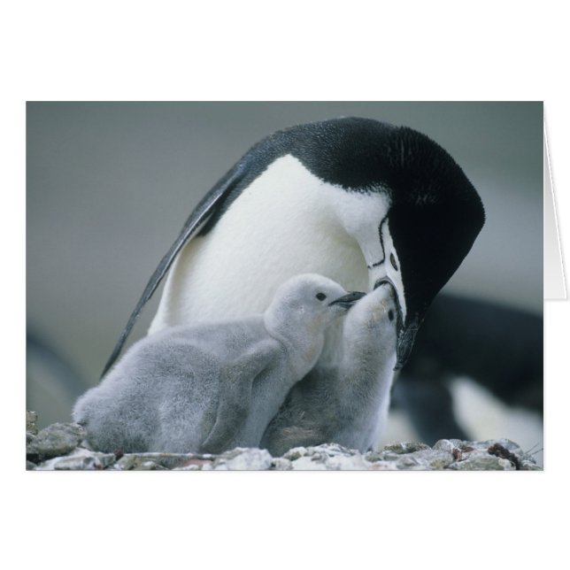 Cartão Pinguins-de-barbicha, Pygoscelis antarctica), (Frente Horizontal)