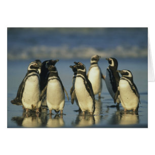 Cartão Pinguins-de-magalhães, Spheniscus