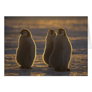 Cartão Pinguins-imperadores