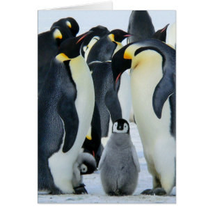 Cartão Pinguins imperadores