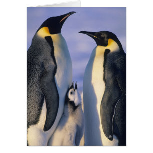 Cartão Pinguins-imperadores (Aptenodytes forsteri) Adulto