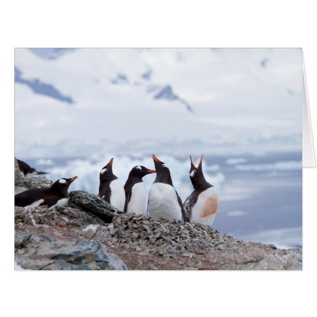 Cartão Pinguins na Antártica (Frente horizontal)