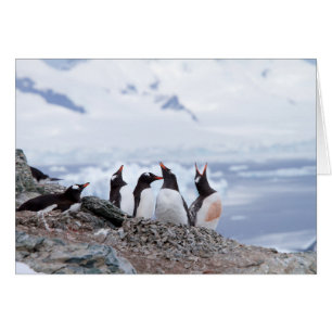 Cartão Pinguins na Antártica