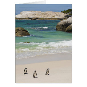Cartão Pinguins na Praia de Boulders, Simons Town, Sul 2