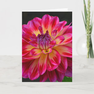 Cartão Pink and yellow dahlia flower greeting card
