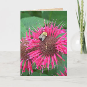 Cartão Pink Bee Balm Flower and Honey Bee
