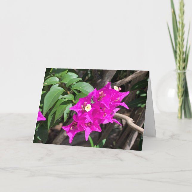 Cartão Pink Bougainvillea Blank (Frente)