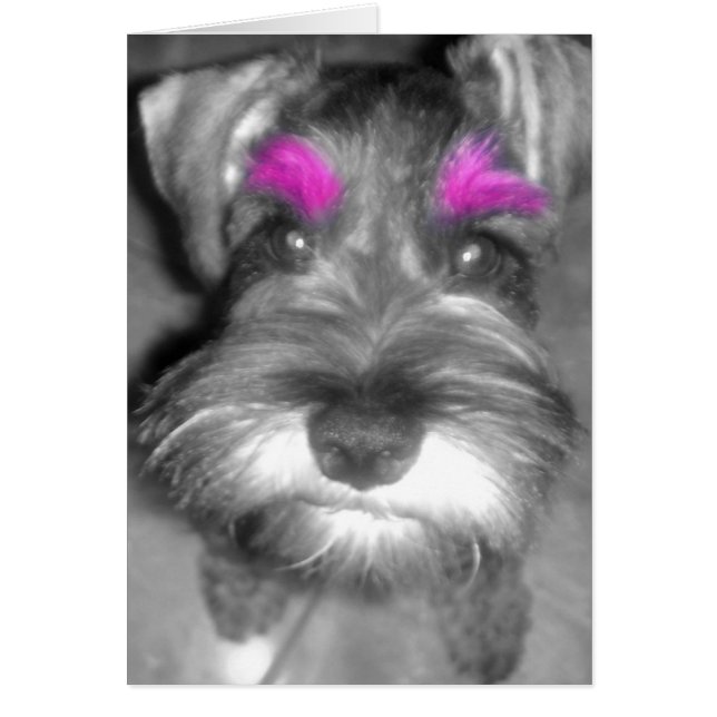 Cartão Pink Brow Schnauzer (Frente)