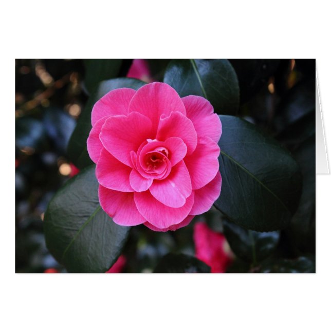 Cartão Pink Camellia (Frente Horizontal)