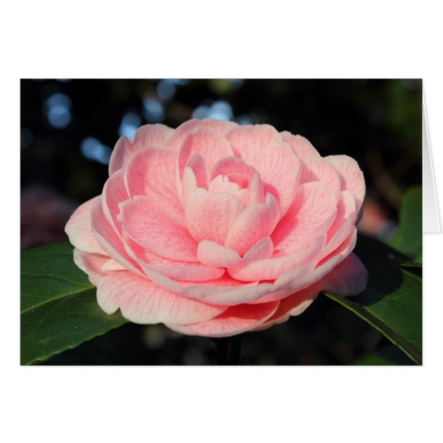 Cartão Pink Camellia (Frente Horizontal)