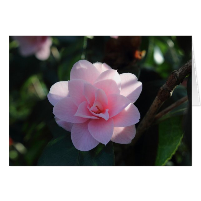 Cartão Pink Camellia (Frente Horizontal)