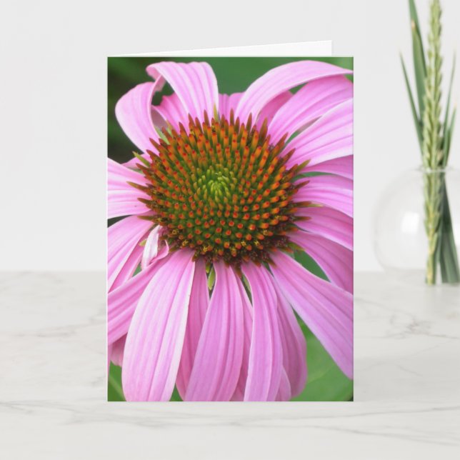 Cartão Pink Coneflower Birthday (Frente)