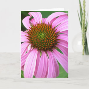 Cartão Pink Coneflower Birthday