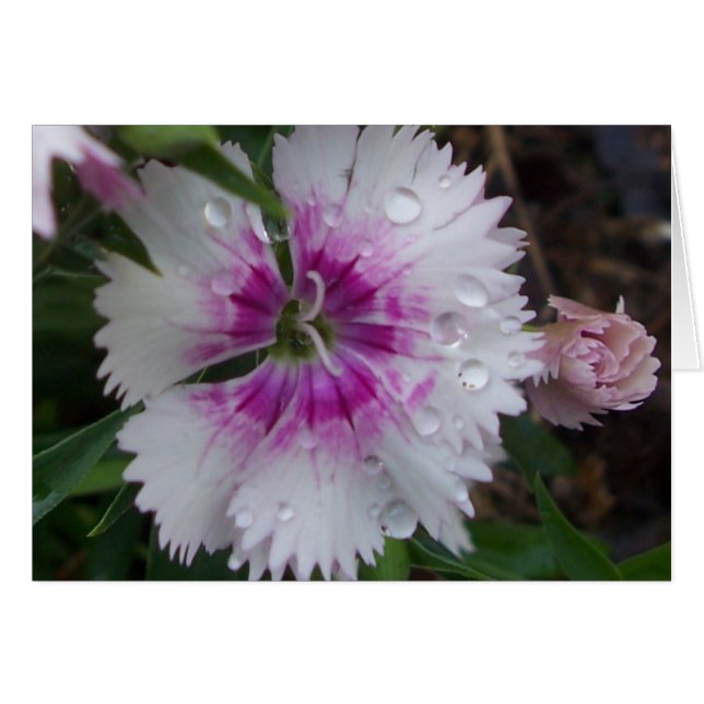 CARTÃO PINK DIANTHUS (Frente horizontal)