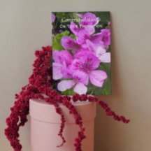 Pink Geraniums Floral Promotion Congratulations