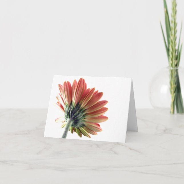 Cartão Pink Gerbera Daisy Notecard (Frente)