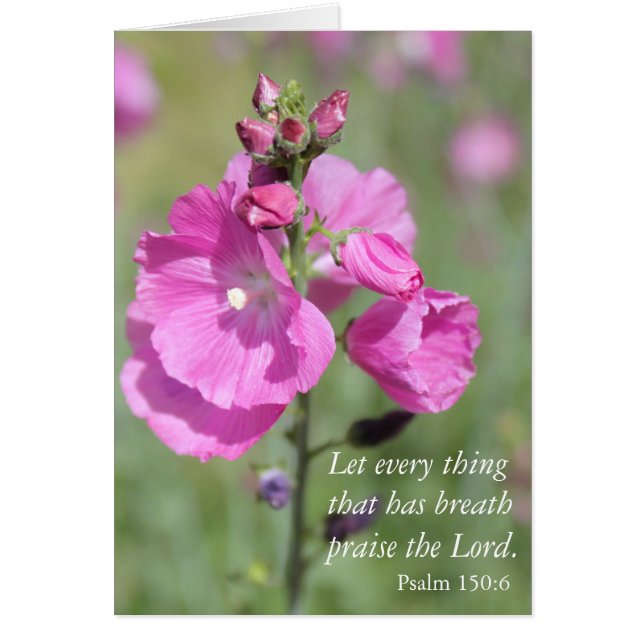 Cartão Pink Hollyhock Prise (Frente)