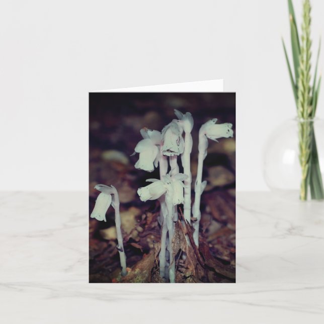 Cartão Pink Indian Pipe Wildflowers Nature Note (Frente)