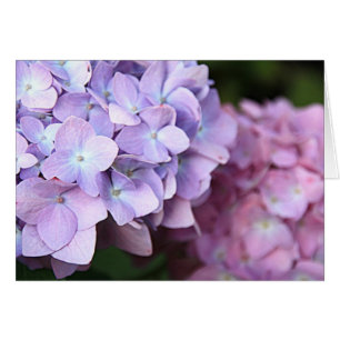 Cartão ©Pink & Light Purple Hydrangeas Bloom Vazio