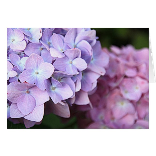 Cartão ©Pink & Light Purple Hydrangeas Bloom Vazio (Frente Horizontal)