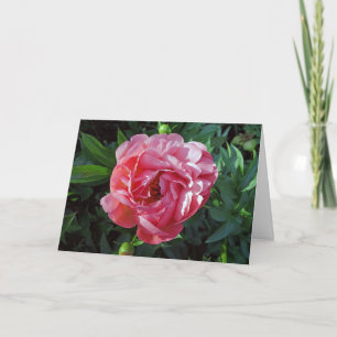 Cartão Pink Peony