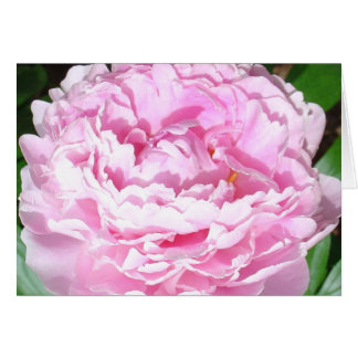 Cartão Pink Peony