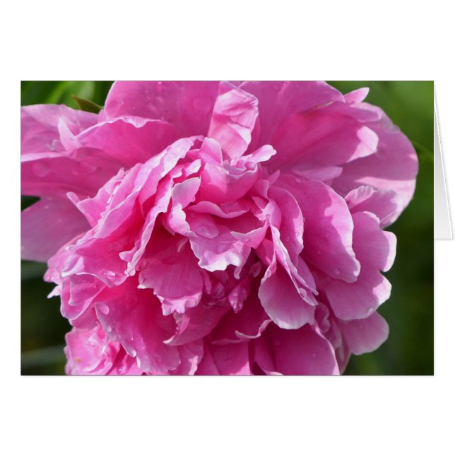 Cartão Pink Peony (Frente Horizontal)