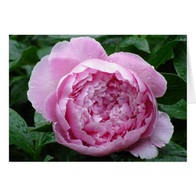 Cartão Pink Peony (Frente horizontal)